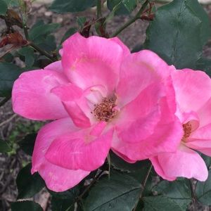 Meet your Posher, Bethany